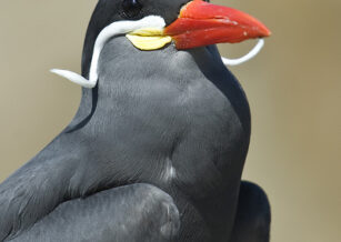 The Shockingly Simple Math Behind Early Retirement